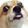 :dog_wtf: