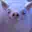 :pig: