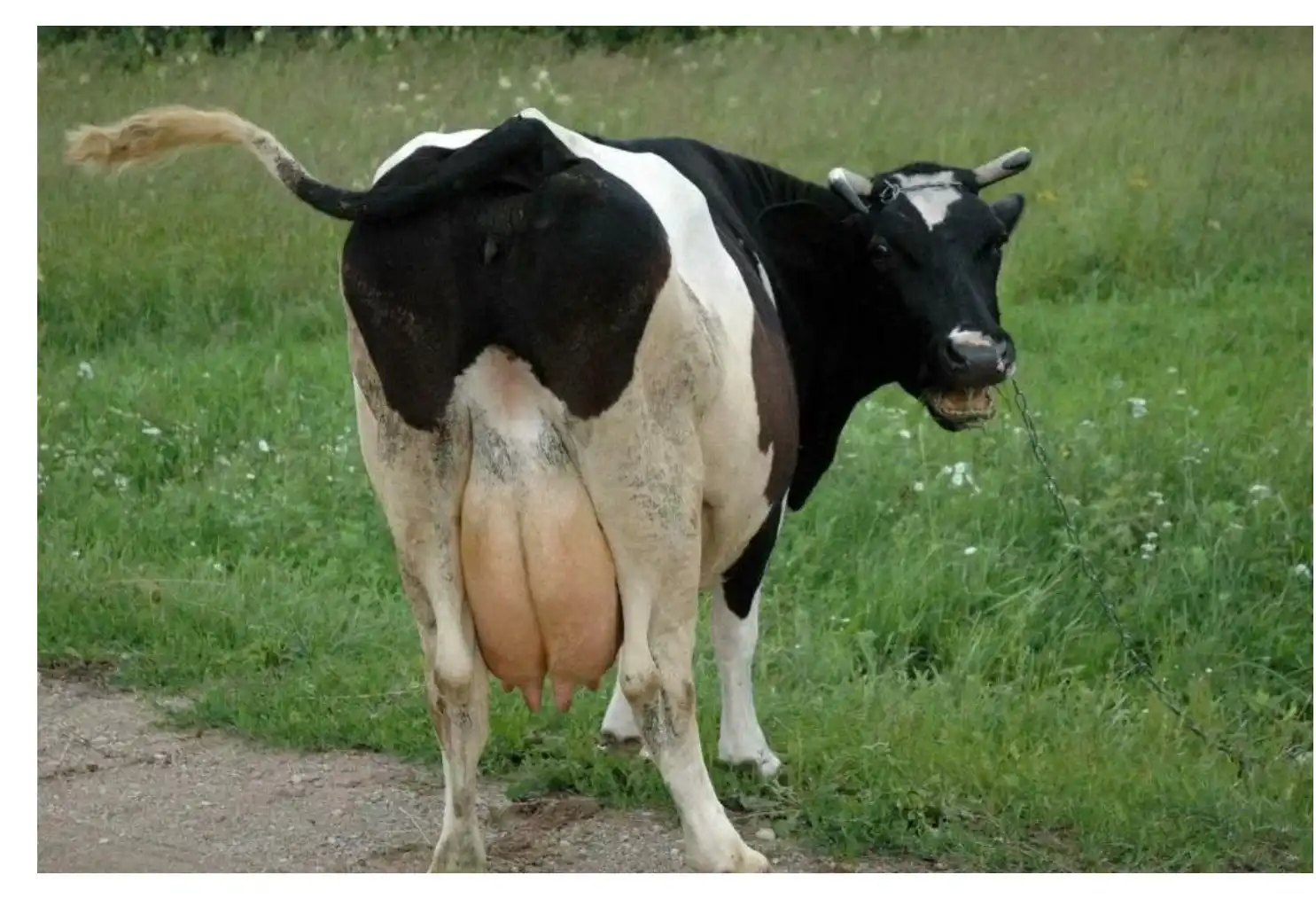 Корова погуляла. Корова фото.