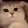 :cutecat: