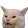 :wutcat: