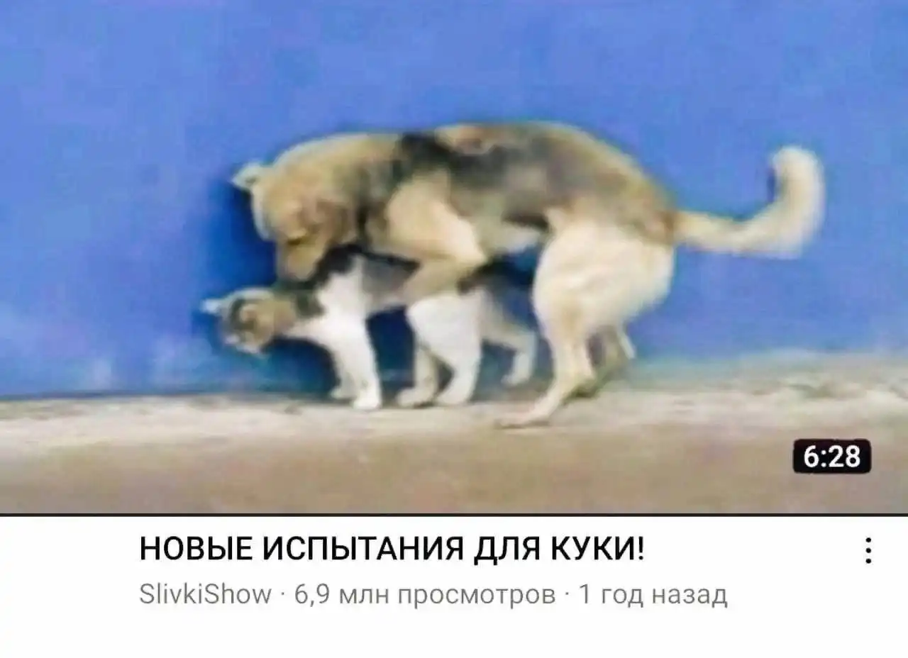 коты трахают собак видео фото 31