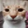:surprised_cat: