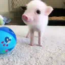 :minipig: