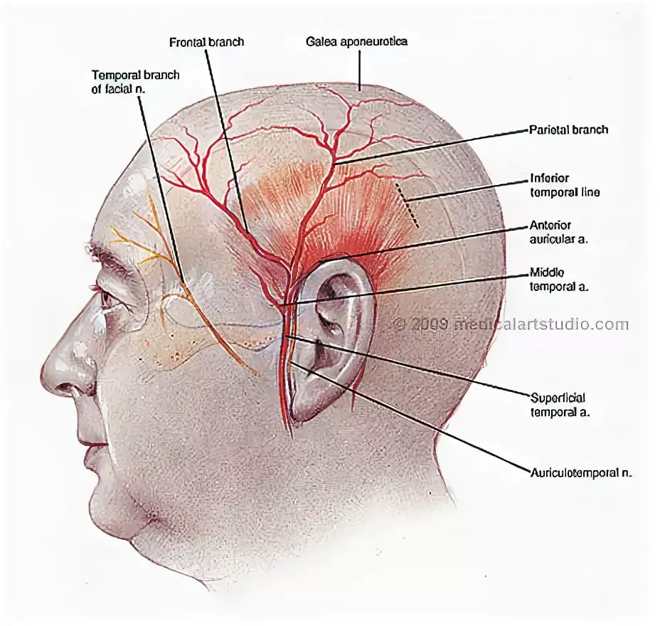 Височный голова. Поверхностная височная артерия пульсирует. Висок анатомия. Височная артерия анатомия.