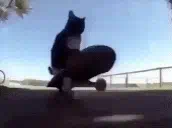 :cat_spin: