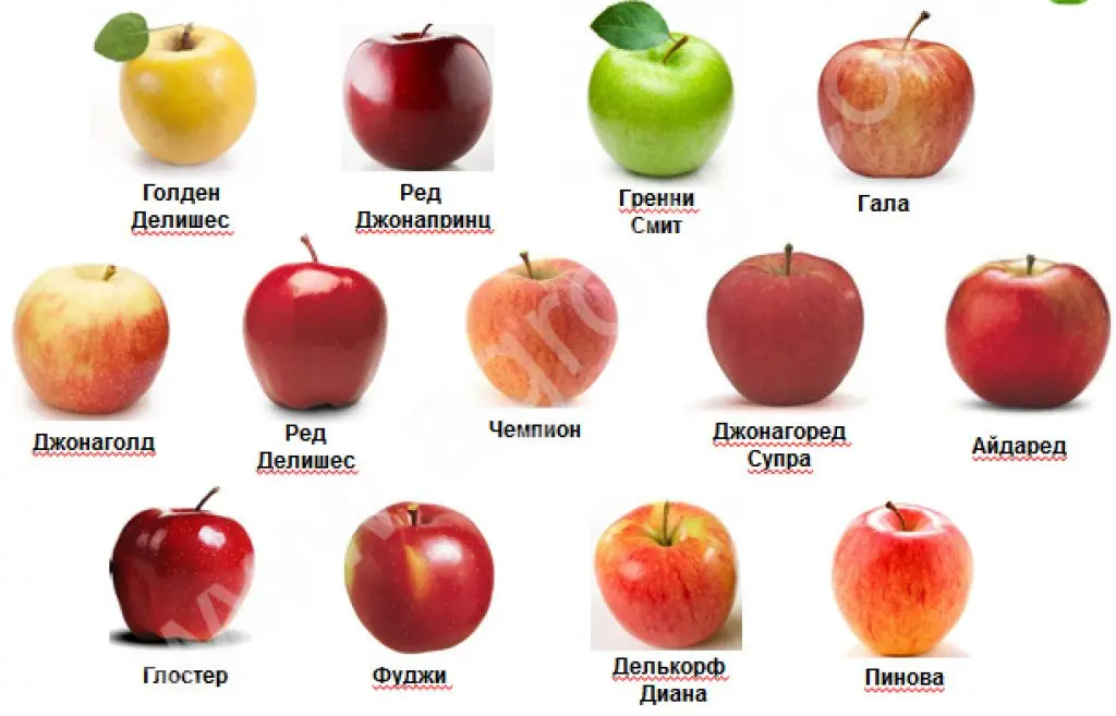 Яблоня какой класс. Сорта яблок список. Сорта яблок названия. Назовите сорта яблок. Сорта российских яблок.